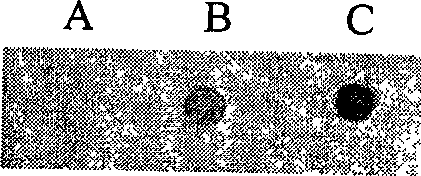 Monoclonal antibody of anti-rhabdovirus glucoprotein of mandarin fish, preparation and use thereof