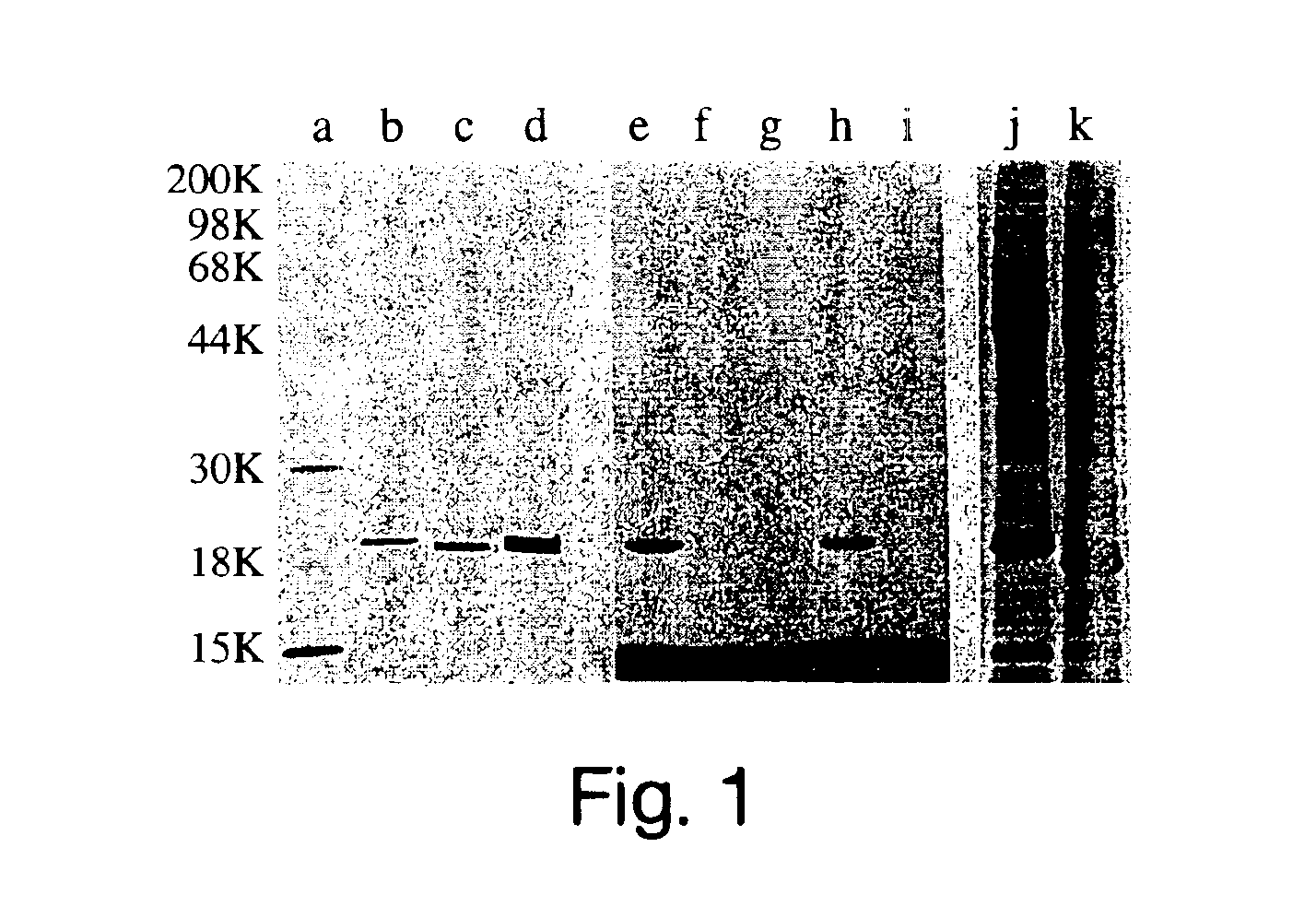 Hydrophobically-modified protein compositions and methods