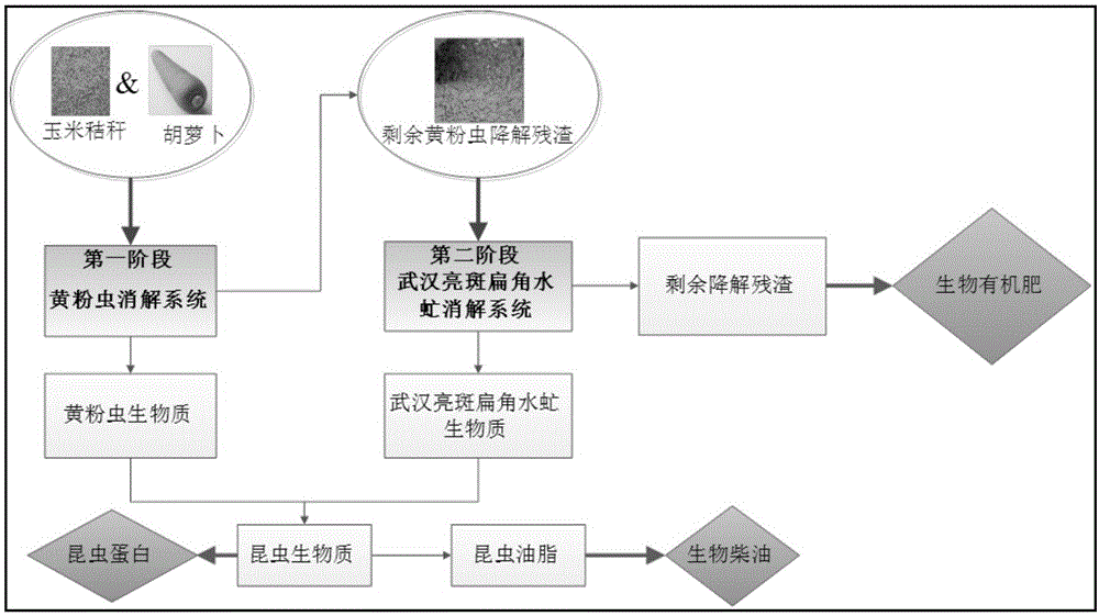 Method for producing insect proteins and grease by efficient conversion of crop straws through multi-stage cooperation of insects