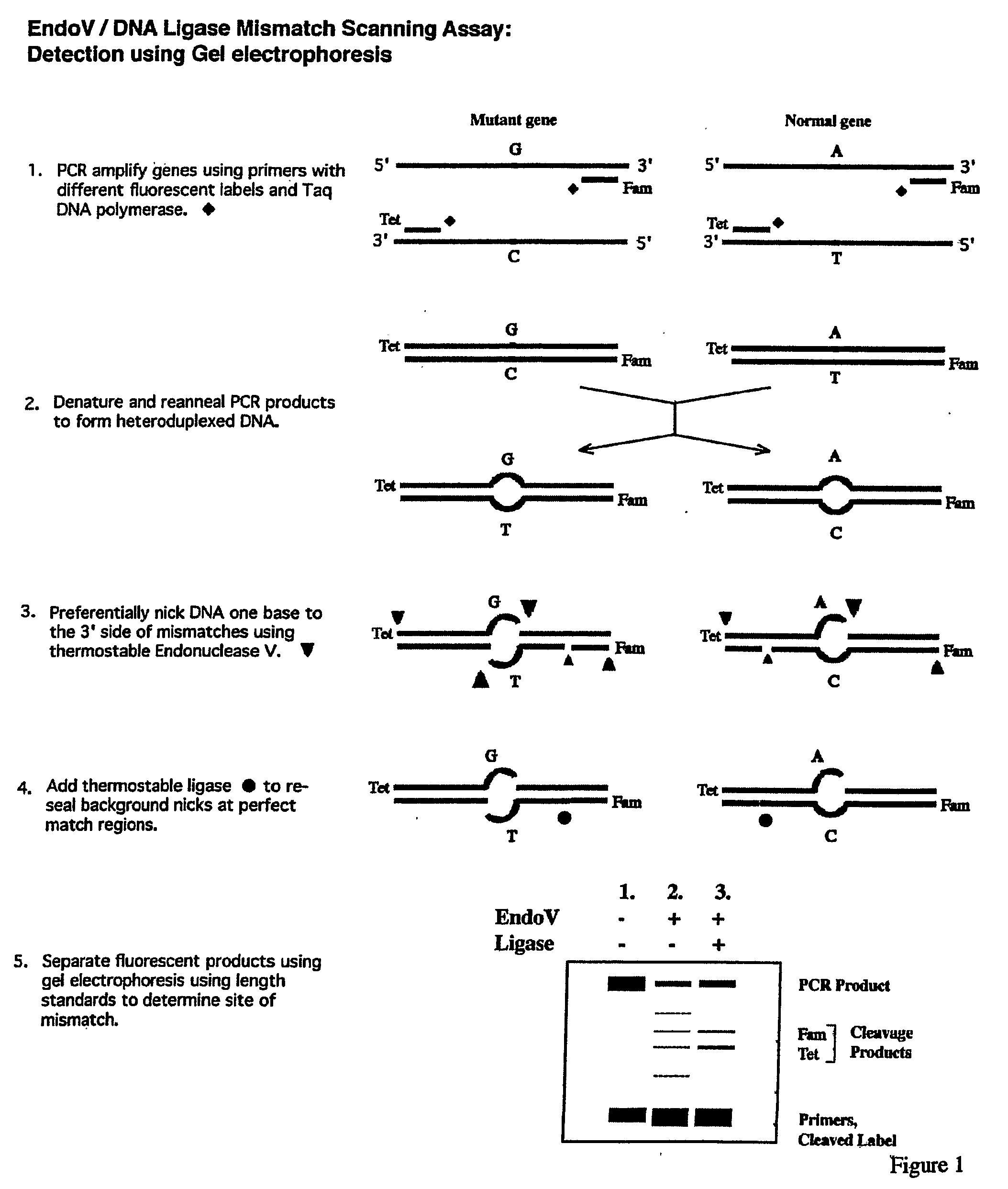 Detection of nucleic acid differences using endonuclease cleavage/ligase resealing reactions and capillary electrophoresis or microarrays