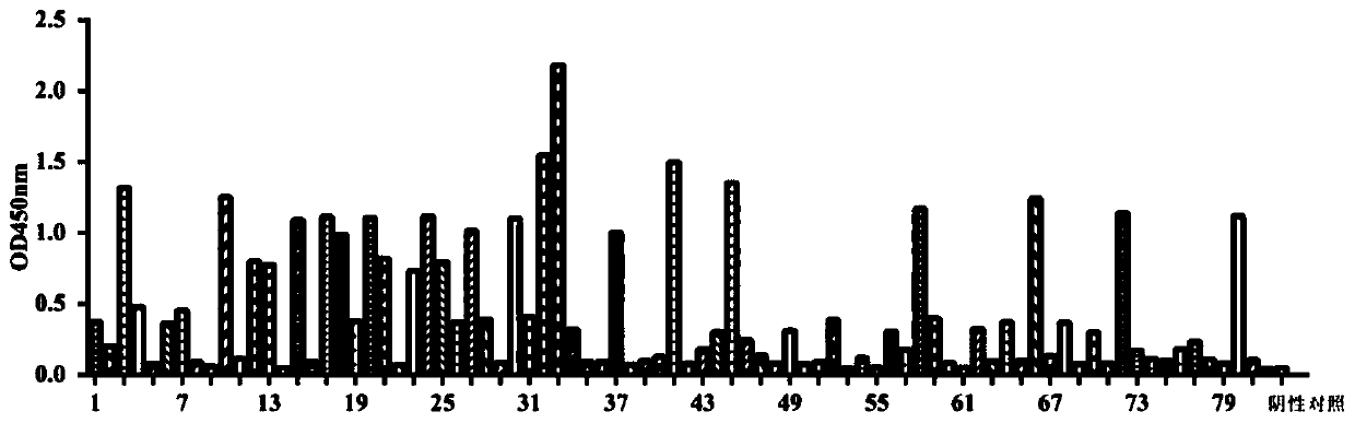 Fully human anti-staphylococcus aureus alpha-hemolysin recombinant antibody