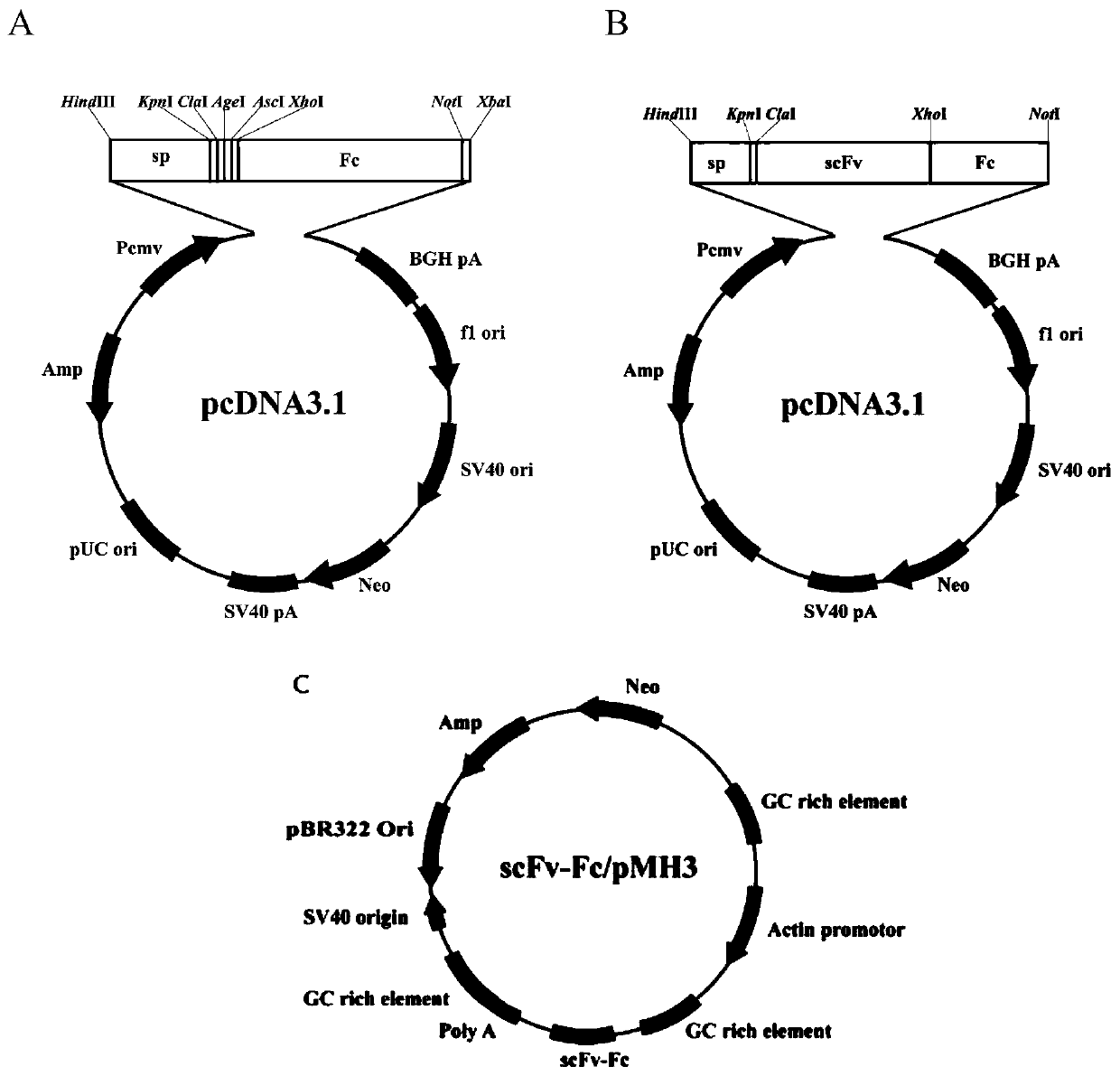 Fully human anti-staphylococcus aureus alpha-hemolysin recombinant antibody