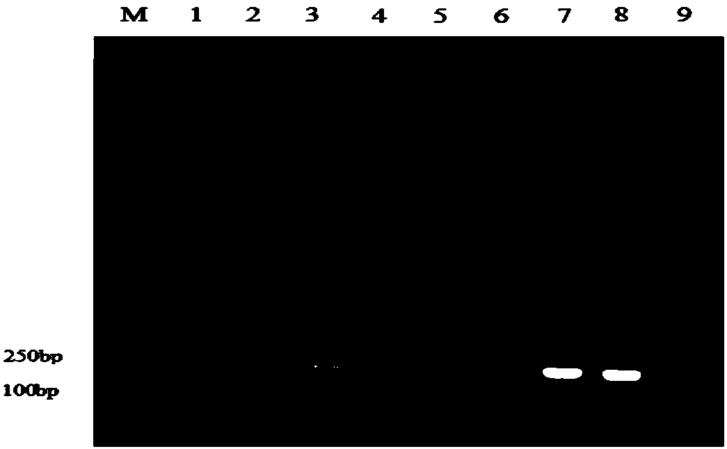 A multiplex fluorescent immunoassay primer, kit and method for rapidly distinguishing 5 kinds of poultry immunosuppressive pathogens