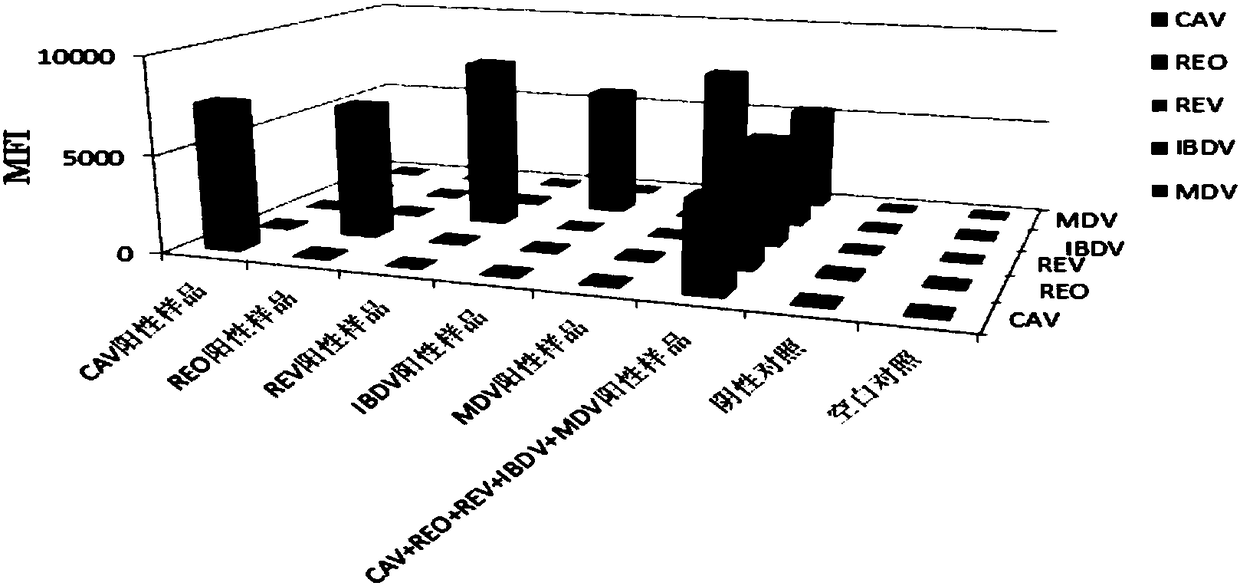 A multiplex fluorescent immunoassay primer, kit and method for rapidly distinguishing 5 kinds of poultry immunosuppressive pathogens