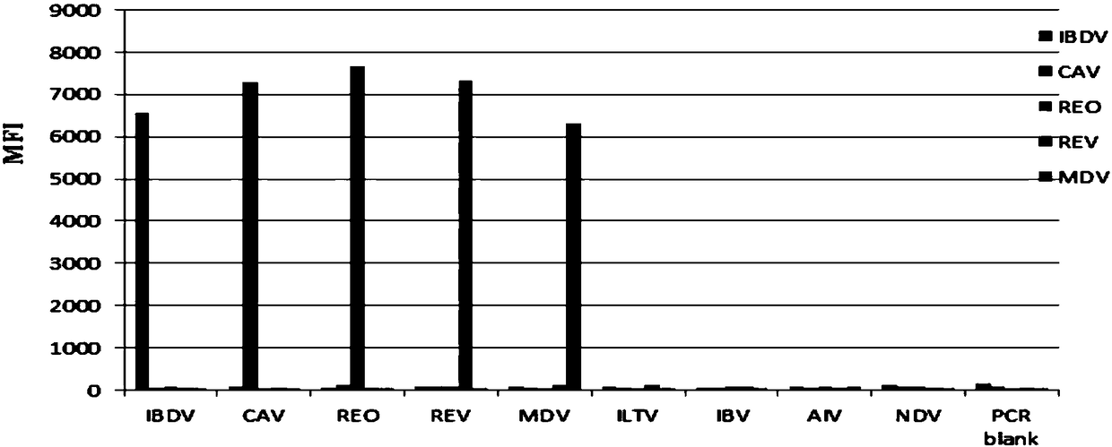 A multiplex fluorescent immunoassay primer, kit and method for rapidly distinguishing 5 kinds of poultry immunosuppressive pathogens