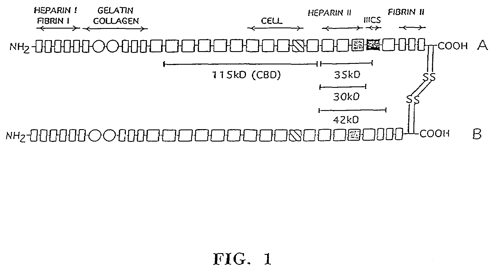 Methods for enhanced retroviral-mediated gene transfer