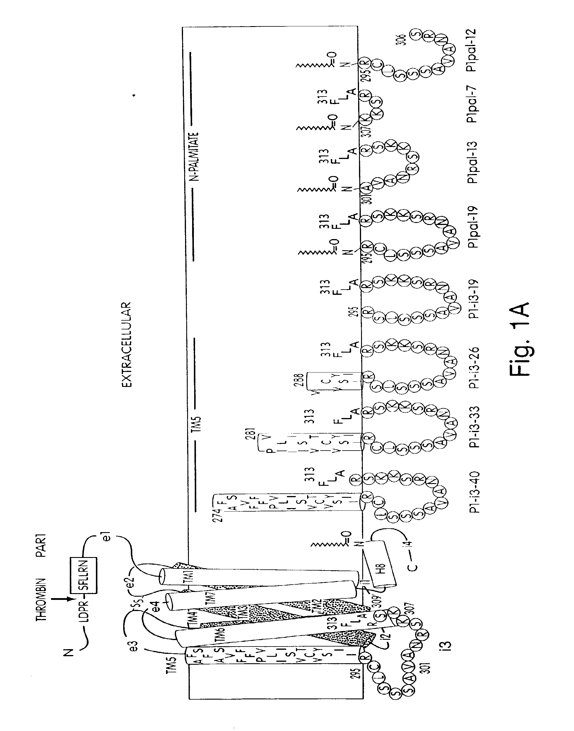 G protein coupled receptor antagonists and methods of activating and inhibiting g protein coupled receptors using the same