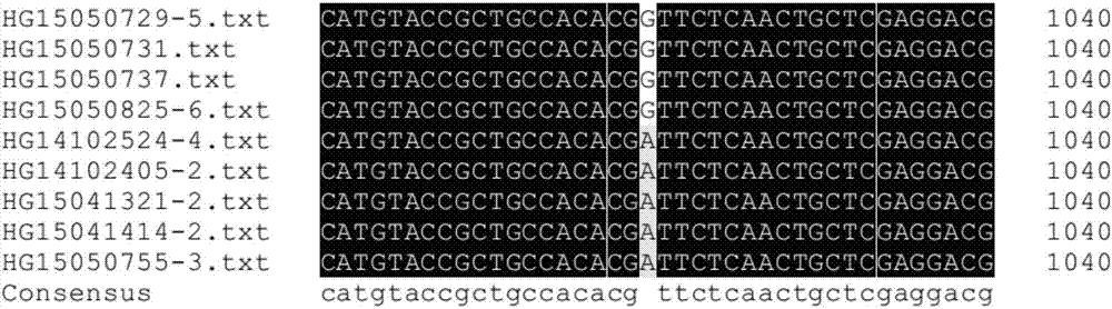 Method for fast identifying drug resistance of corynespora cassiicola on fluopyram and special primer pair