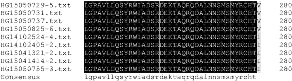 Method for fast identifying drug resistance of corynespora cassiicola on fluopyram and special primer pair