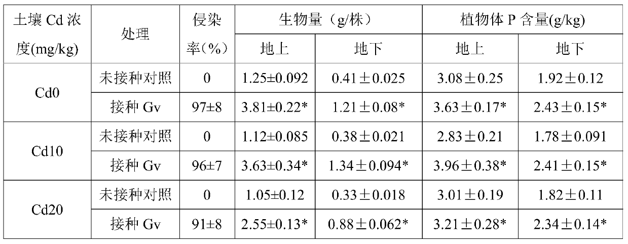 A method of reducing the accumulation of cadmium in honeysuckle and increasing its yield by using Glomus terrescens