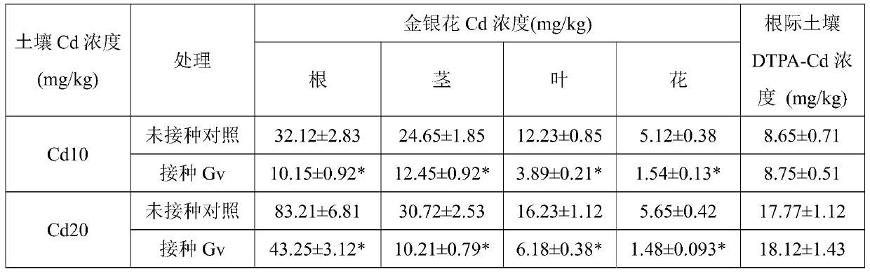 A method of reducing the accumulation of cadmium in honeysuckle and increasing its yield by using Glomus terrescens