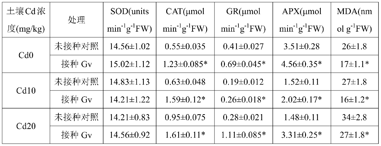 A method of reducing the accumulation of cadmium in honeysuckle and increasing its yield by using Glomus terrescens