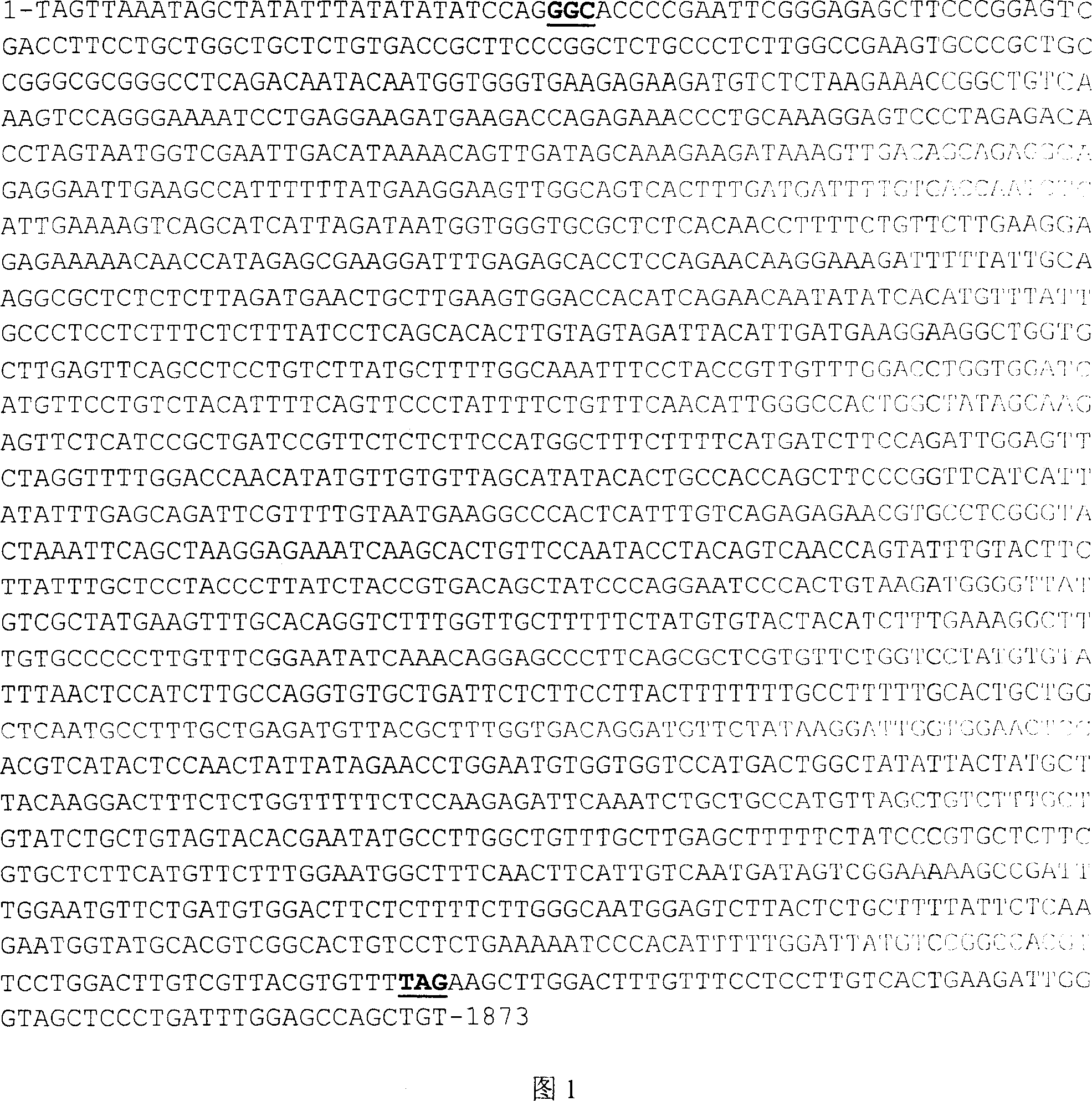 Synthetase-1b for human cholesterol ester and coded sequence