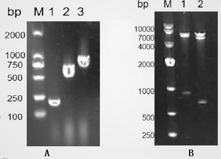 A detection protein with red fluorescent activity and its application