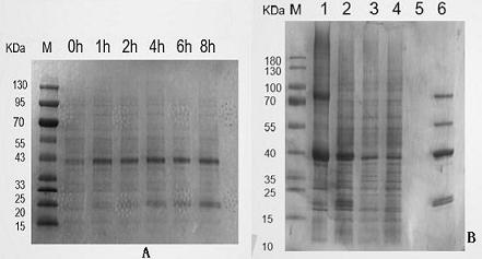 A detection protein with red fluorescent activity and its application