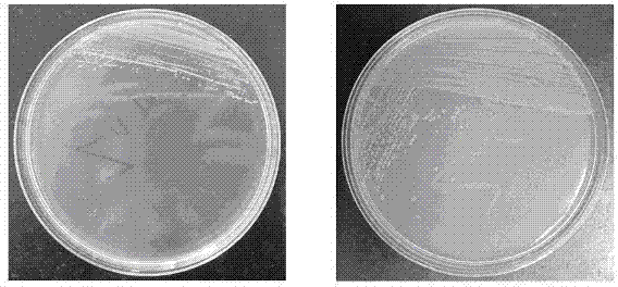 Pseudomonas aeruginosa and application of Pseudomonas aeruginosa in heavy metal ion removing