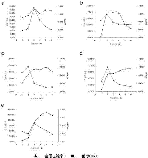 Pseudomonas aeruginosa and application of Pseudomonas aeruginosa in heavy metal ion removing