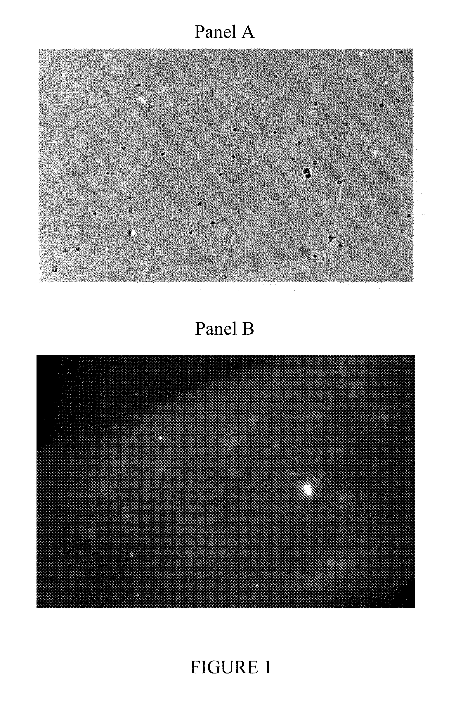 Immunoregulatory peptides and methods of use