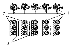 Method for artificially planting cistanche deserticola by saline water drip irrigation technology