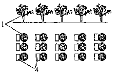 Method for artificially planting cistanche deserticola by saline water drip irrigation technology