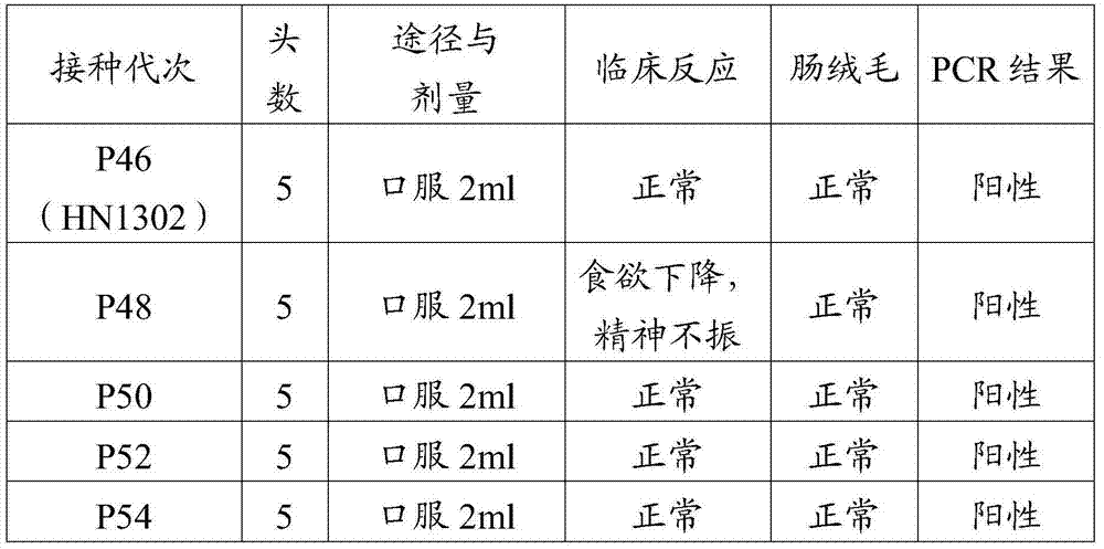 Porcine epizootic diarrhea virus strain, attenuated vaccine strain thereof and application thereof