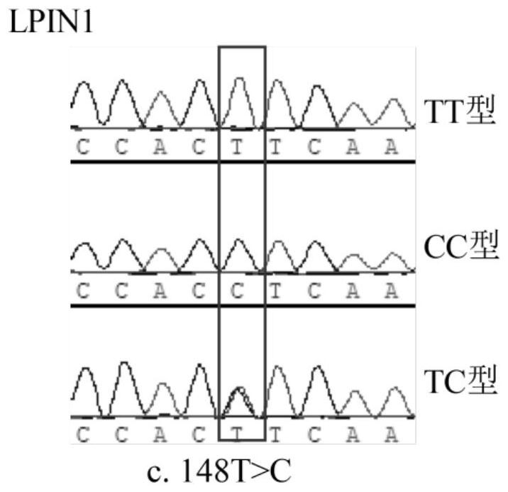 Molecular marker related to skin color of chicken, primer group and application