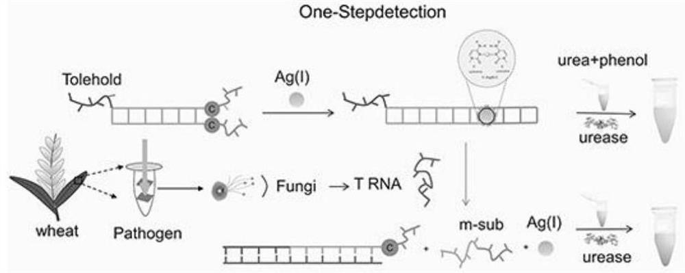 Visual detection kit for wheat pathogenic fungi