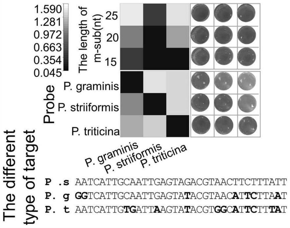 Visual detection kit for wheat pathogenic fungi