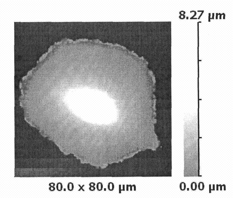 Apparatus and method for rapidly assessing nano-material on biological security of breathing system