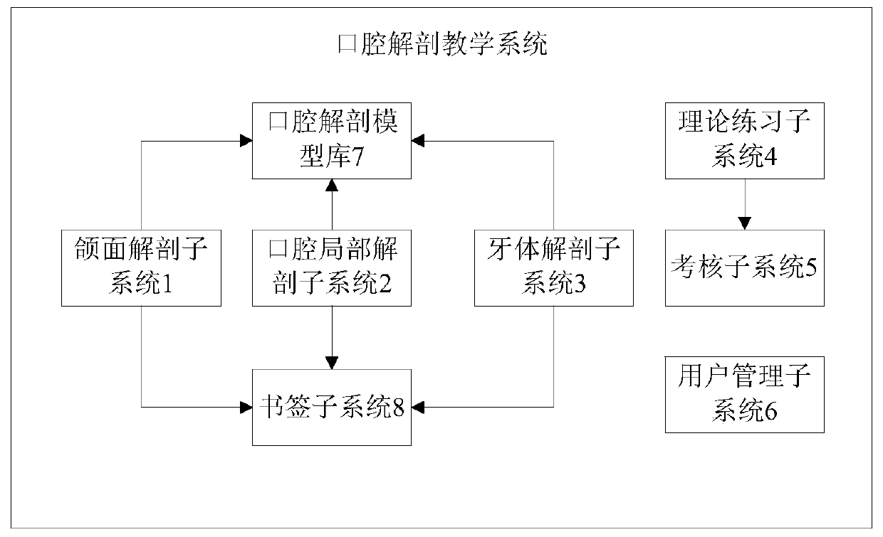 Oral anatomical teaching system