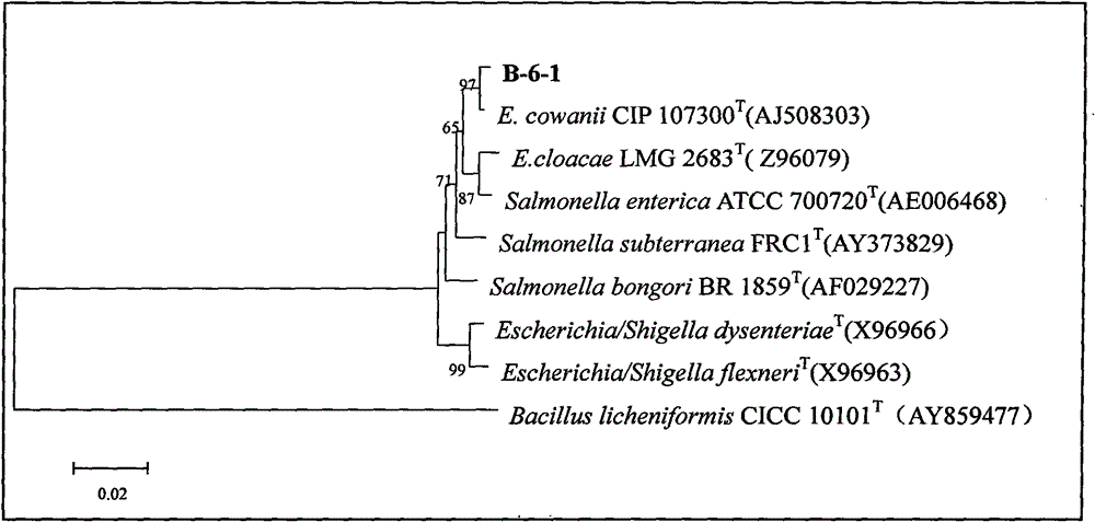 Biological antagonistic bacterial strain for controlling postharvest disease of fruit and vegetable, and preparation method and application thereof