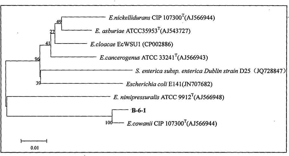 Biological antagonistic bacterial strain for controlling postharvest disease of fruit and vegetable, and preparation method and application thereof