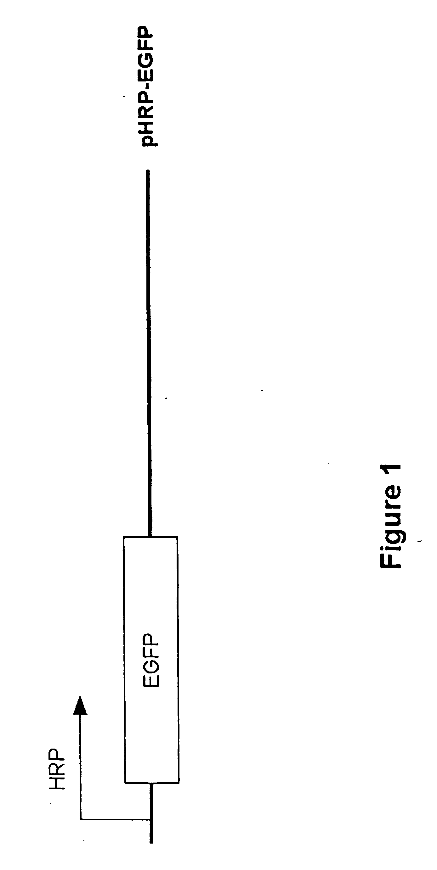 Targeted tumor therapy by use of recombinant adenovirus vectors that selectively replicate in hypoxic regions of tumors