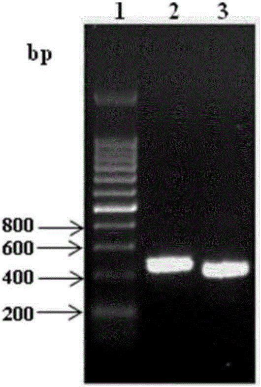 Test paper card for fluorescent quantitative detection of human PCT (procalcitonin)