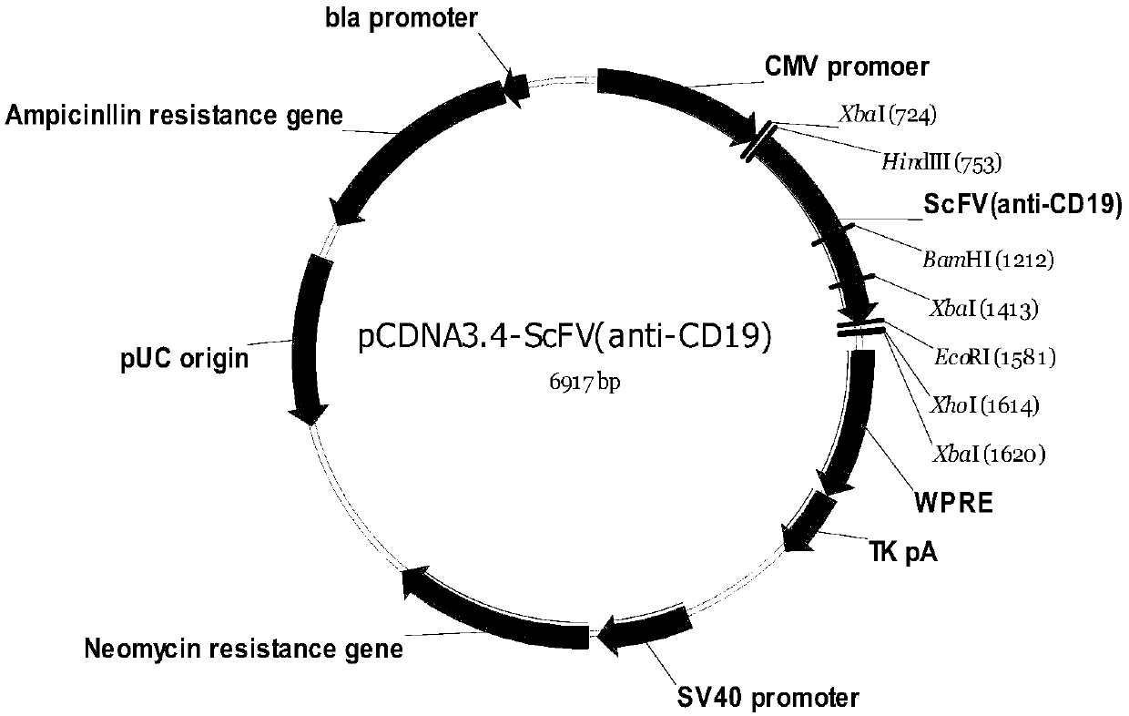 Specific antibody taking CD19 as target point, CAR-NK cell as well as preparation and application thereof