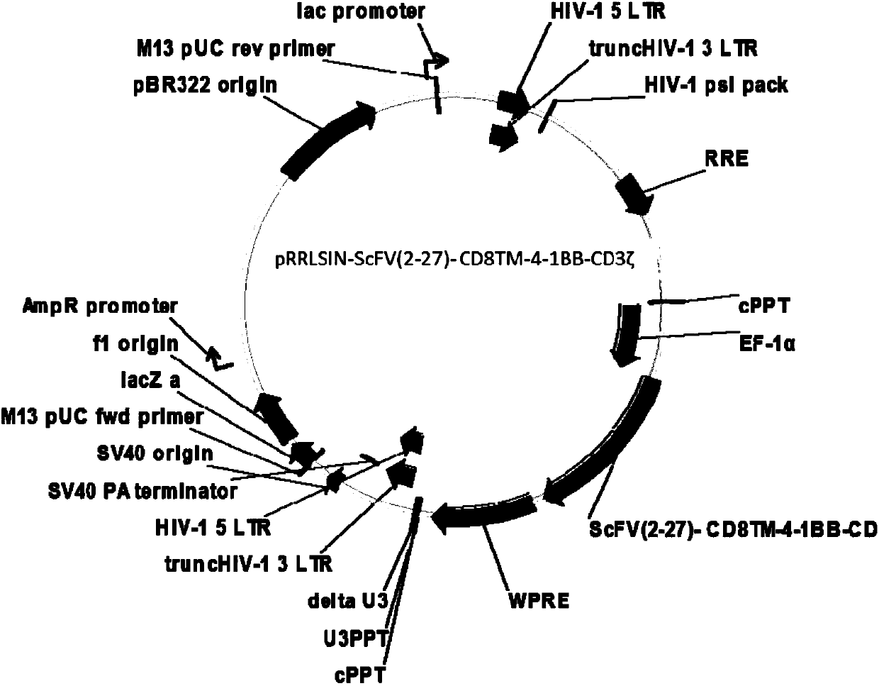 Specific antibody taking CD19 as target point, CAR-NK cell as well as preparation and application thereof