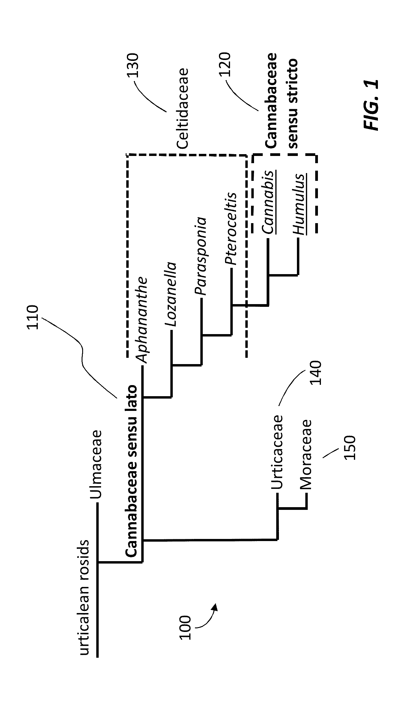 Method of improving the growth and production output of plants of the family cannabaceae sensu stricto