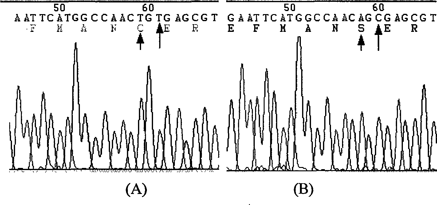 Nucleoside diphosphokinase A oxidation-reduction isomer