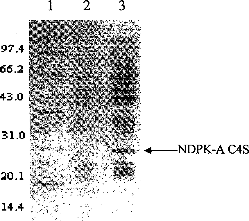 Nucleoside diphosphokinase A oxidation-reduction isomer