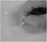 Dot enzyme-linked immunosorbent assay (ELISA) method for detecting bemisia tabaci carrying tomato yellow leaf curl virus and application of method