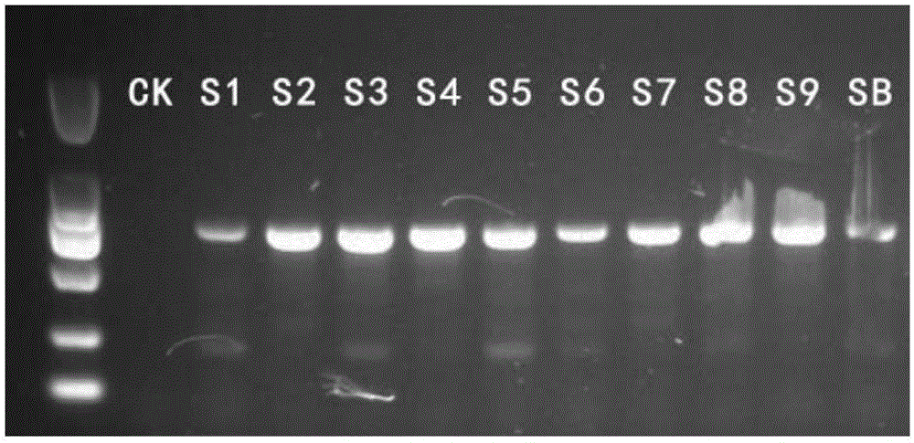 Extraction method and kit of genome DNA of forest frog's oviduct, and application thereof