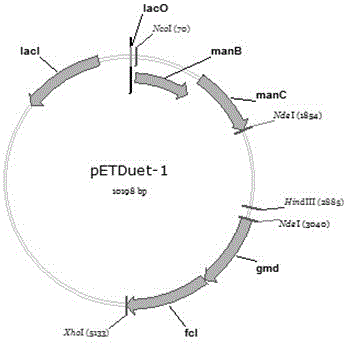 Method for biosynthesizing 2'-fucosyllactose by constructing recombinant colibacillus