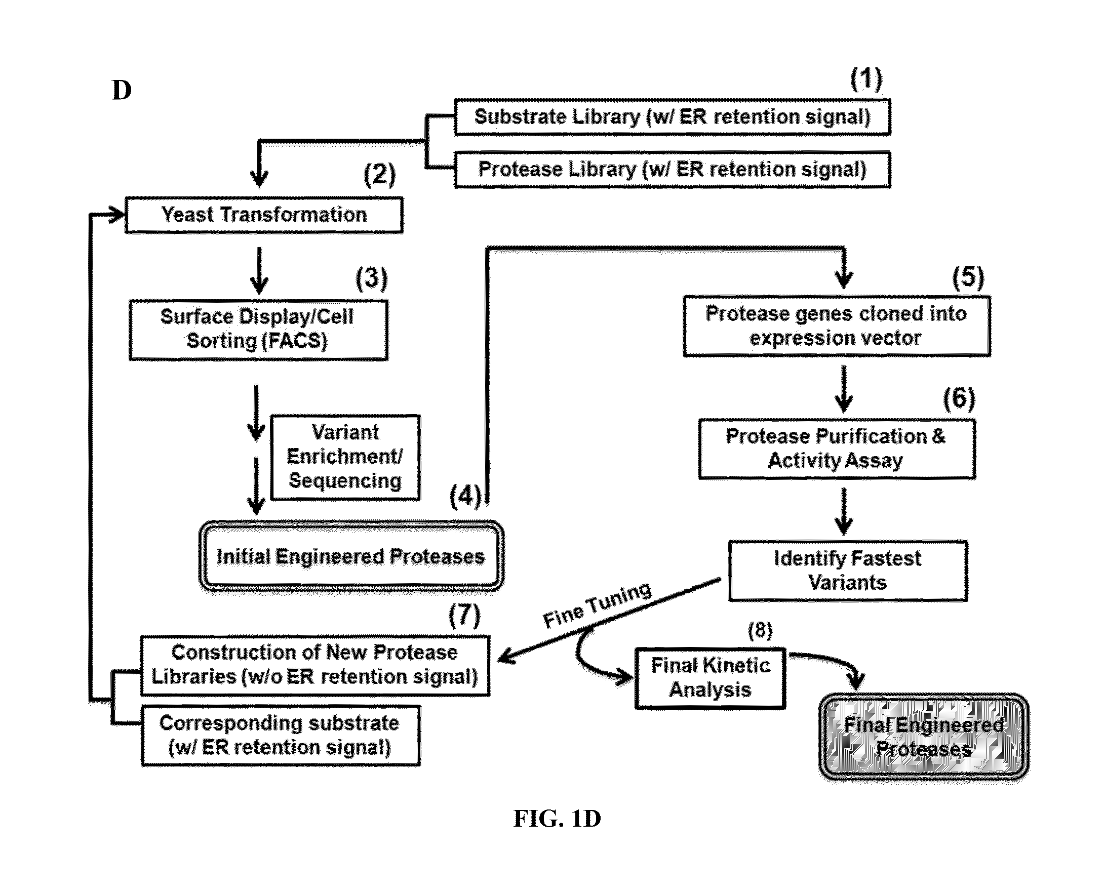 Method for engineering proteases and protein kinases