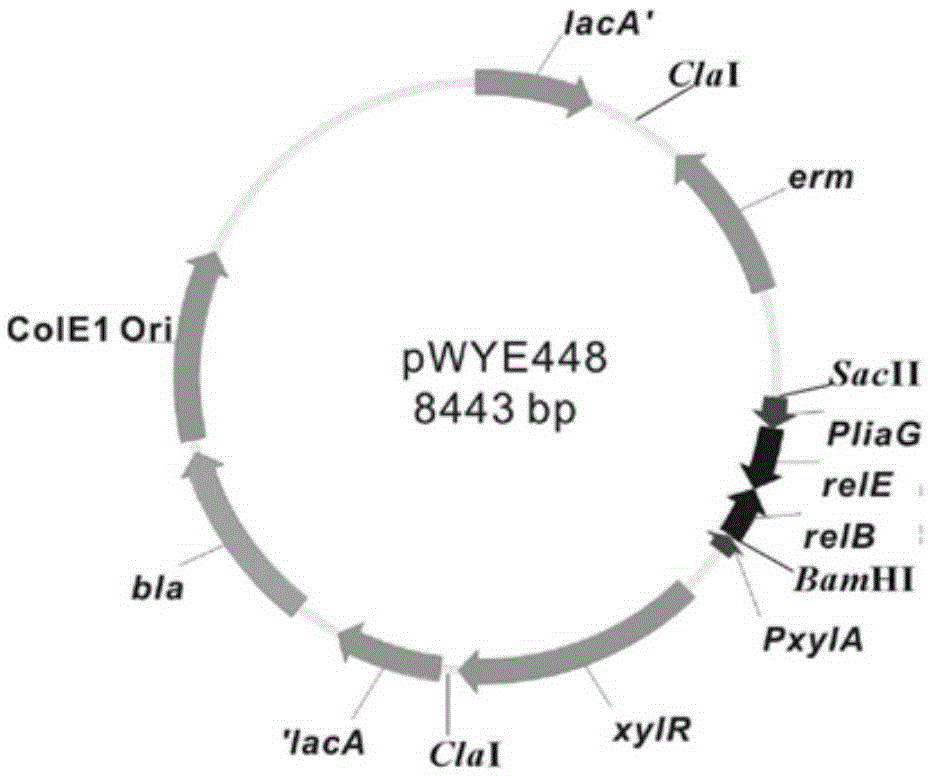 Bacterial traceless genetic manipulation vector and construction method and application thereof