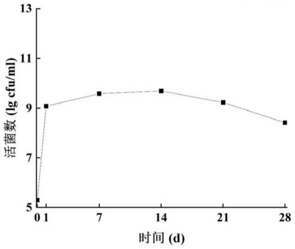 Yoghourt oil fermented by single bacteria and preparation method thereof