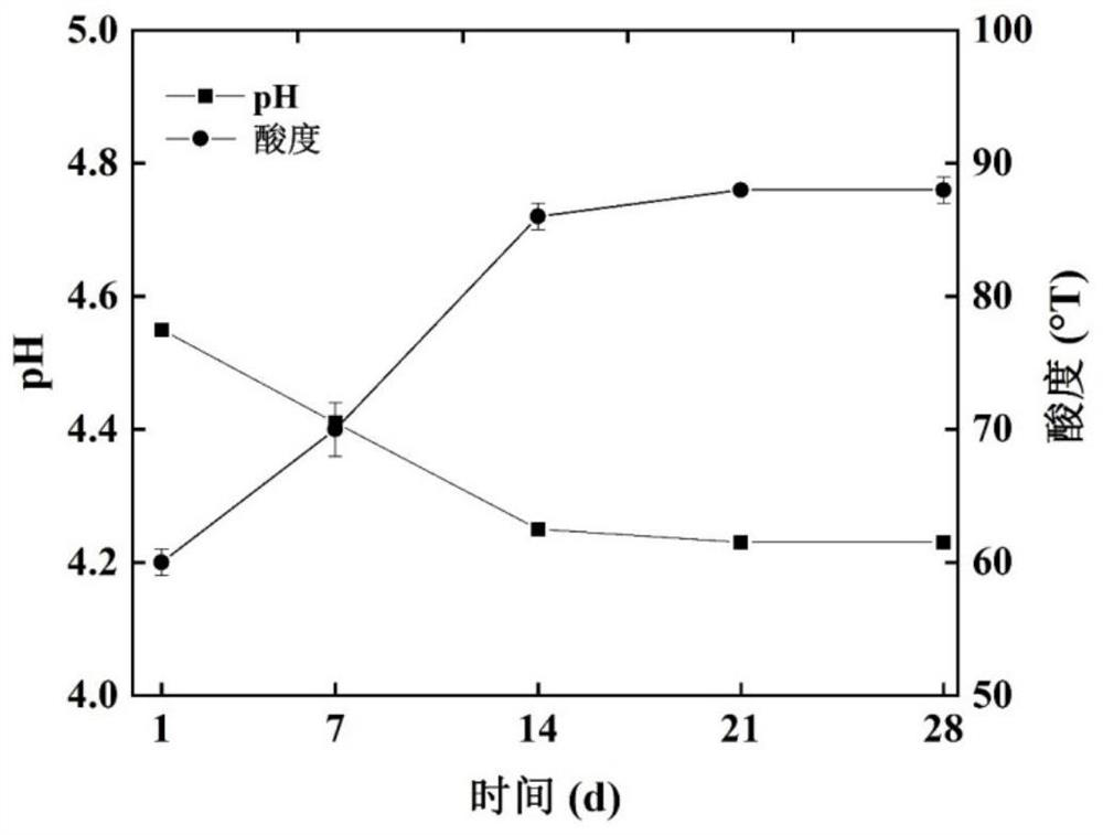 Yoghourt oil fermented by single bacteria and preparation method thereof