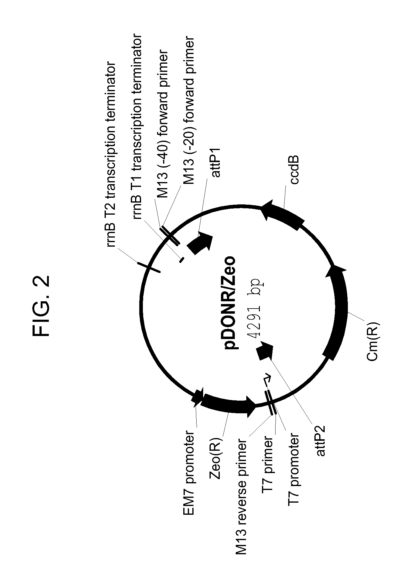 Drought tolerant plants and related constructs and methods involving genes encoding ferrochelatases