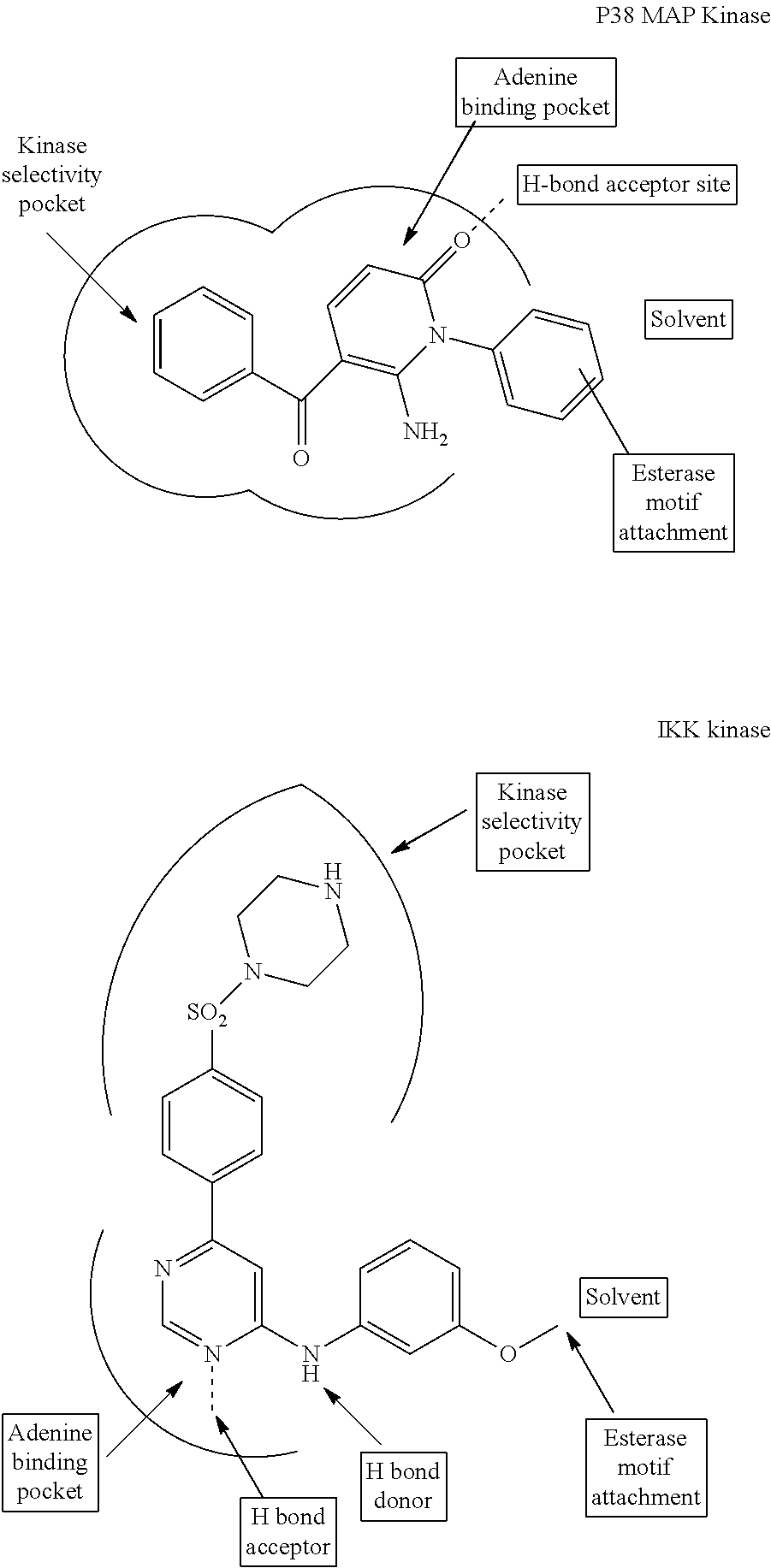 Enzyme and receptor modulation