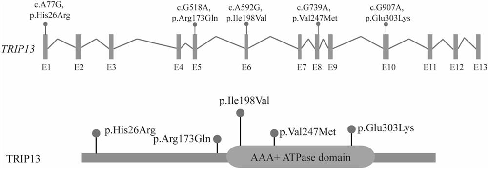 Marked TRIP13 gene for judging female primary infertility and detection kit thereof