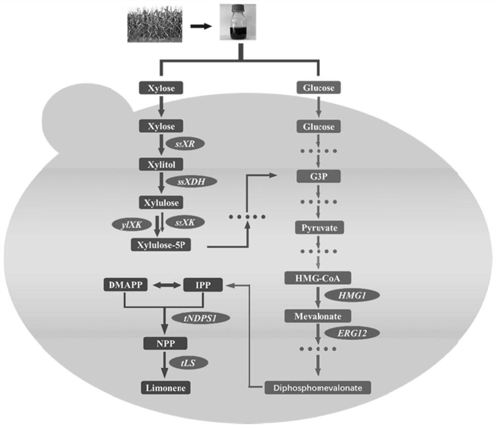 Yarrowia lipolytica genetically engineered bacterium for producing limonene and application of yarrowia lipolytica genetically engineered bacterium